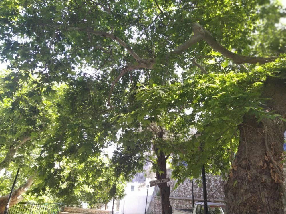 Ioli'S Apartments Archangelos  Dış mekan fotoğraf
